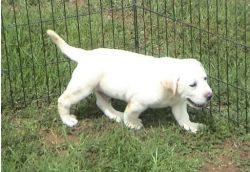 M/f Labrador Retriever Puppies For Sale