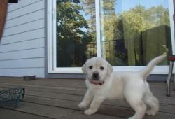 Akc Labrador Retriever Puppies Available For Sale