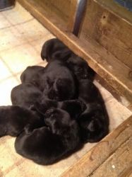 Lovely Labrador Retriever puppies for sale