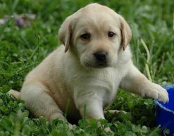 Labrador Retriever Puppies ready for new homes