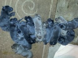 Akc Registered Silver And Charcoal Labs For Sale