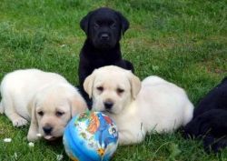 beautiful labrador puppies for a new home