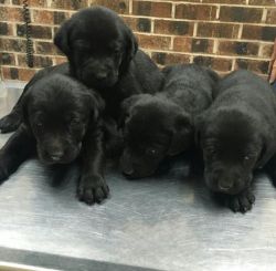 Gorgeous Registered Black Lab Puppies