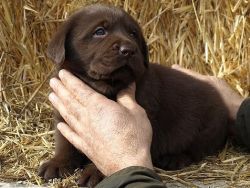 Chocolate Labrador puppies for adoption