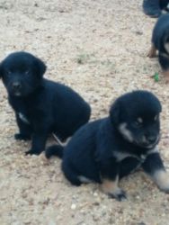 The Cutest Black Pups ever