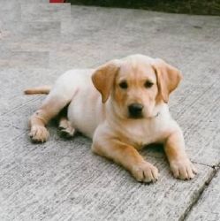 Adorable Labrador puppies for Adoption