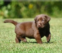 Akc Chocolate Lab Puppies As Xmas Gift . Text
