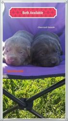 Akc Registered Silver Lab Puppies