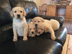 Labrador Retriever puppies for adopyion
