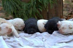 Akc Labrador Puppies