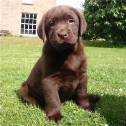 Chunky Chocolate Labrador Puppies..