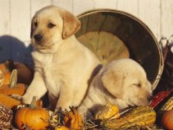 Two beautiful AKC registered Labrador puppies