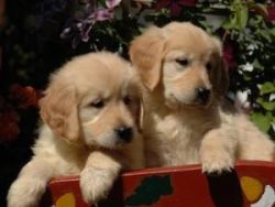 Adorable Labrador puppies