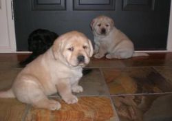 Adorable Chocolate Labrador Puppies