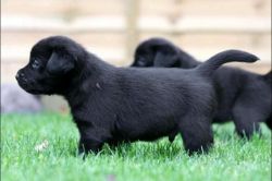 Adorable 11 Weeks Old Labrador Puppies For Sale
