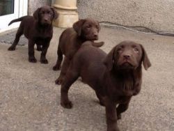 Chocolate And Black Labrador Puppies For Sale
