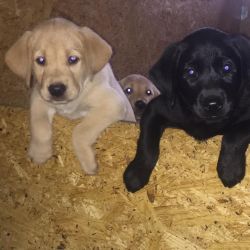 Akc Registered Labrador Retriever Puppies