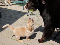 Adorable Akc Labrador Retriever Puppy For Adoption