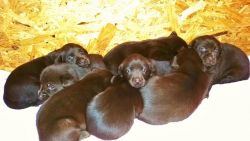 Akc Chocolate Lab Puppies, Only 1 Left!!!