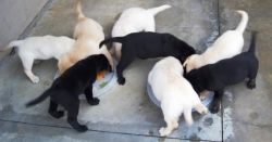 Cute Labrador retriever puppies now ready