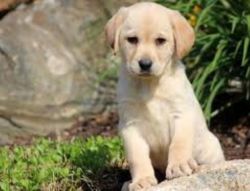 Labrador Retriever Puppies Available Now