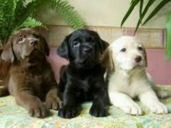 Gorgeous Labrador Retrievers Puppies