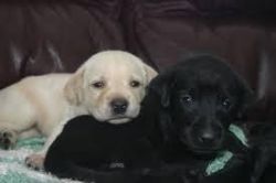 Labrador Retriever Puppies Ready For New Homes