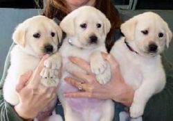 Amazing Labrador Retriever Puppies Available