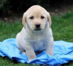 Labrador Retriever Puppies For Sale(xxx)xxx_xxxx