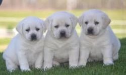Akc English(labrador Retriever) Puppies For Sale