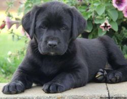 Holly, Black Lab puppy for sale from