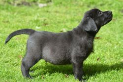 Show Type Black Labradors For Sale