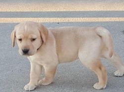 Labrador Retriever Puppies. Text Me (xxx) xxx-xxx0