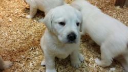 White Labrador Retriever puppies for sale