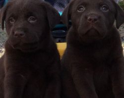 Labrador puppies boys and girls