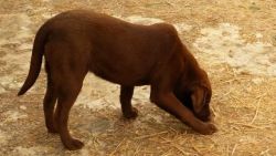 Ckc (mh) Bloodline Lab Puppies, Upcoming Litter!