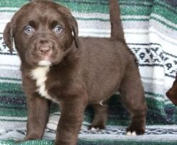 chocolate Labrador Retriever Puppies for Sale