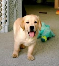Healthy Labrador Retrievers Puppies Available