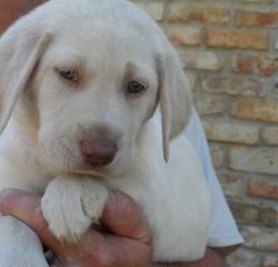 Labrador Retriever Puppy for Sale