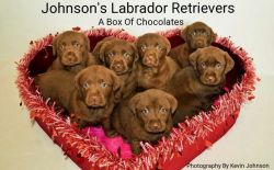 Akc Lab Pups Upcoming Litter! 18 Ch In Bloodlines!