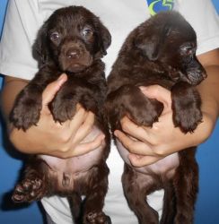 Quality Choco Lab Pups Imptd Lineage