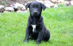 Lab Mix Male and female for asle