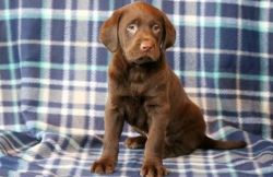 Chocolate Lab Male And Three Female Letf For Sale