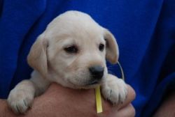 Cute Akc Yellow Labrador Puppys For Adoption -