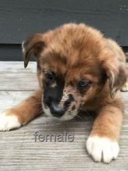 Labrador Retriever/australian Shepherd Pups $350