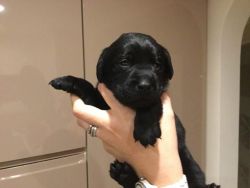 Pedigree Labrador Puppies For Sale