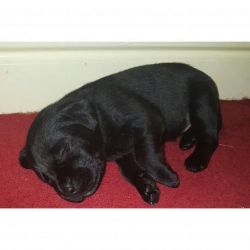 Beautiful, Pedigree, All Black, Labrador Puppies.