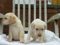 Two Fabulous Yellow Kc Reg Labrador Puppies