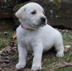 Kc reg Labrador pups for sale