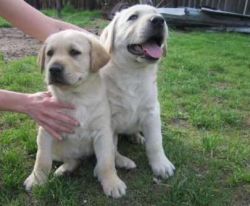 Pedigree Pups ! Yellow Labrador